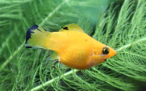 big molly fish|Balloon Belly Molly Fish – Care, Tank Size, Feeding, Breeding.
